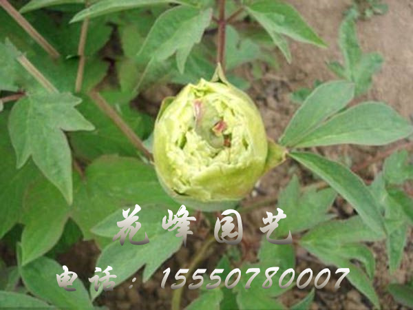 荷花绿