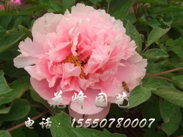 玉楼春色