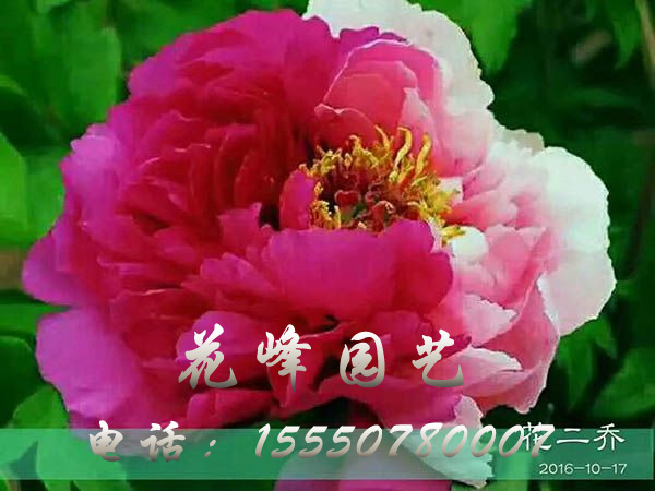 花二乔