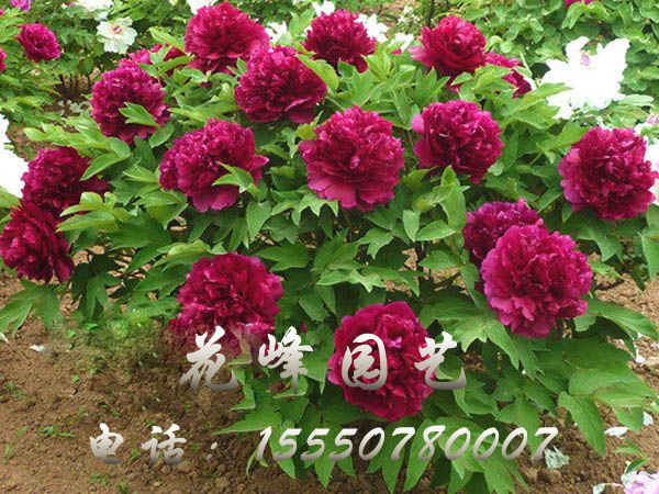 百园红霞