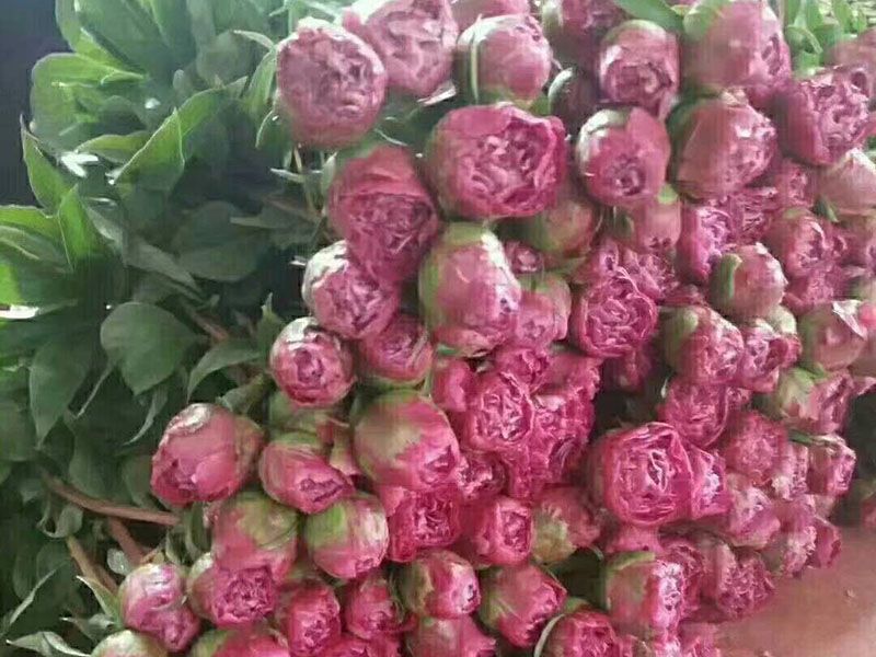 鲜切花