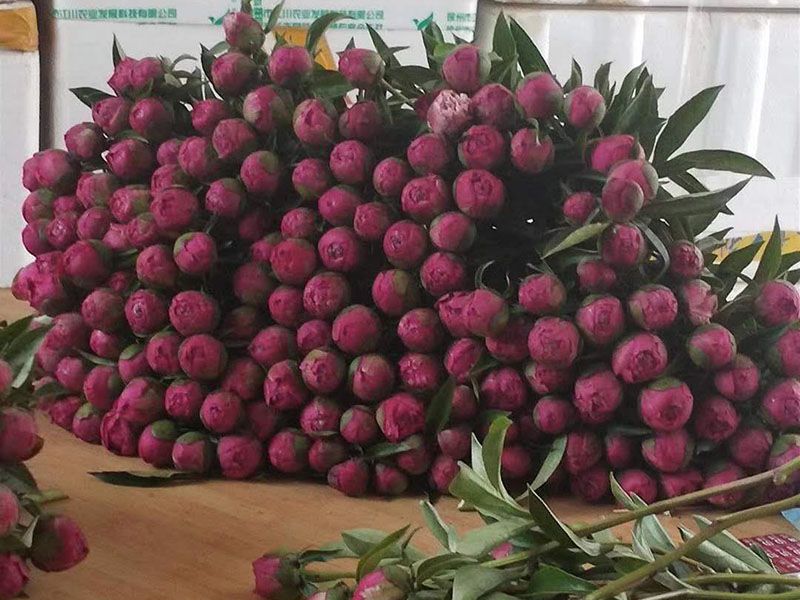 鲜切花