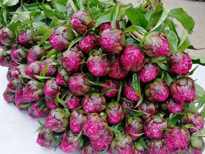 鲜切花
