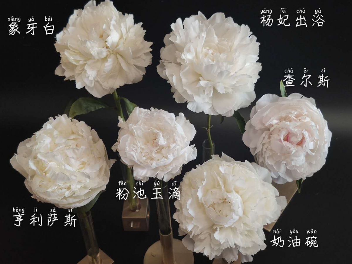 鲜切花