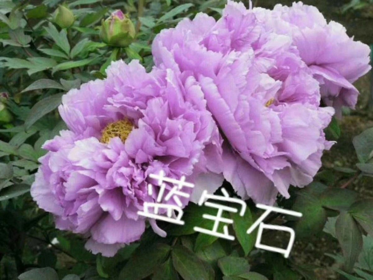 蓝宝石