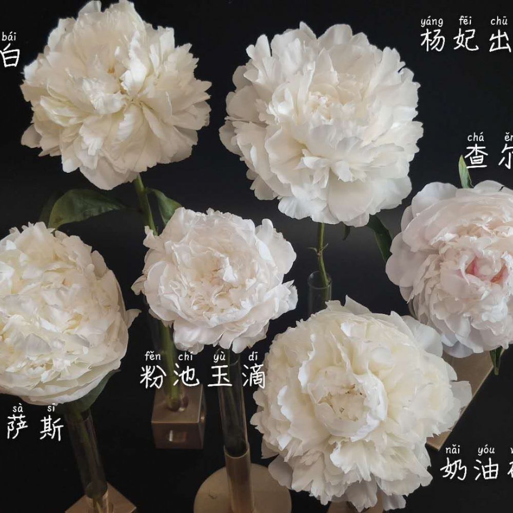 鲜切花
