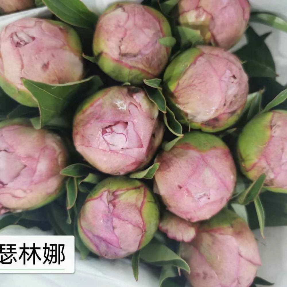 凯瑟琳娜