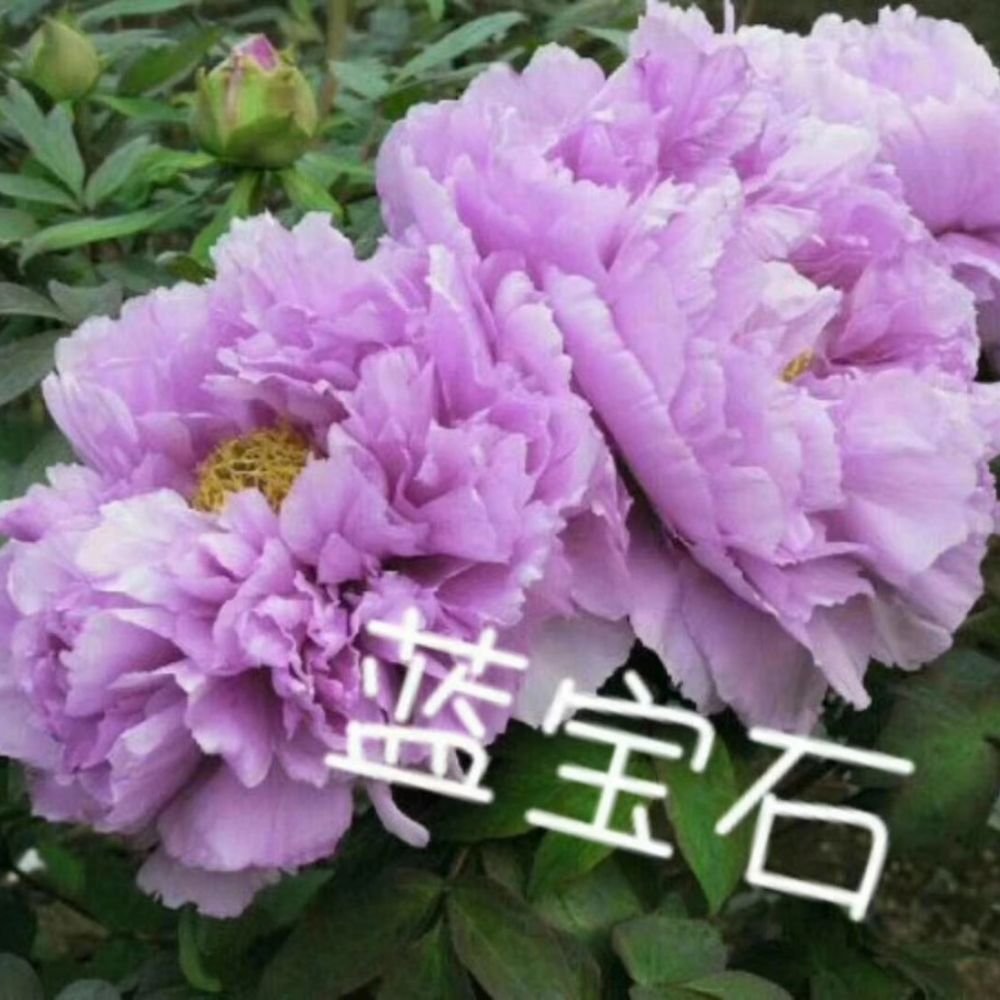 蓝宝石