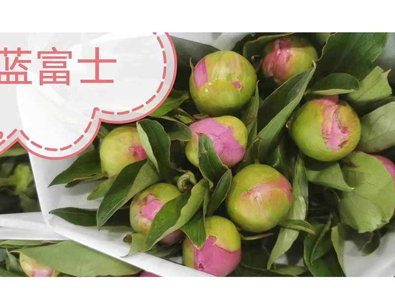 蓝富士1