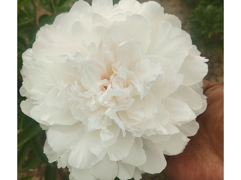 观赏芍药