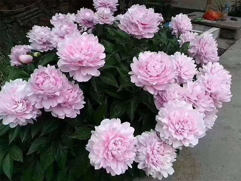 精品进口芍药