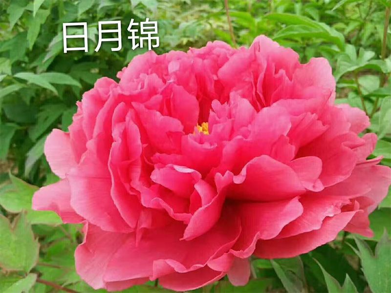 日月锦