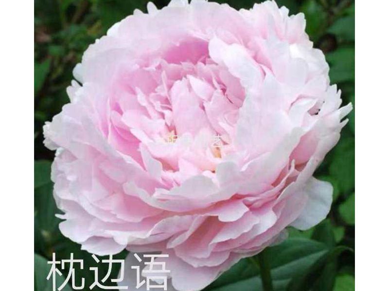 枕边语