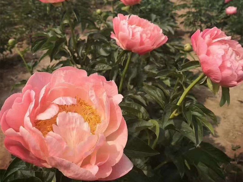 精品进口芍药