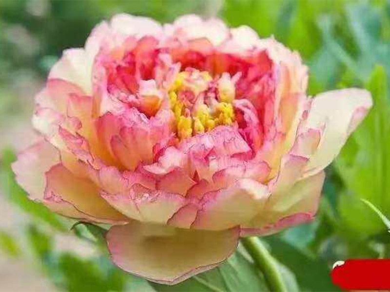 精品进口芍药
