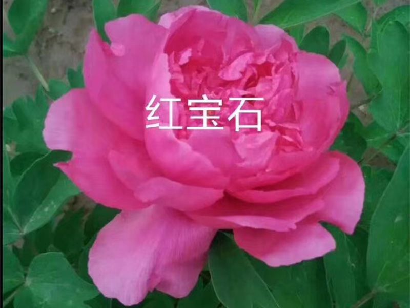 红宝石