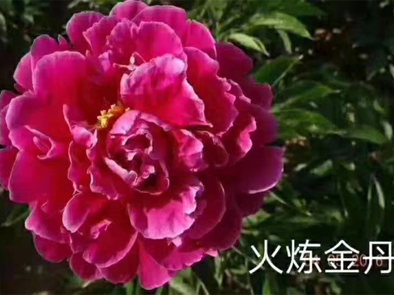 火炼金丹