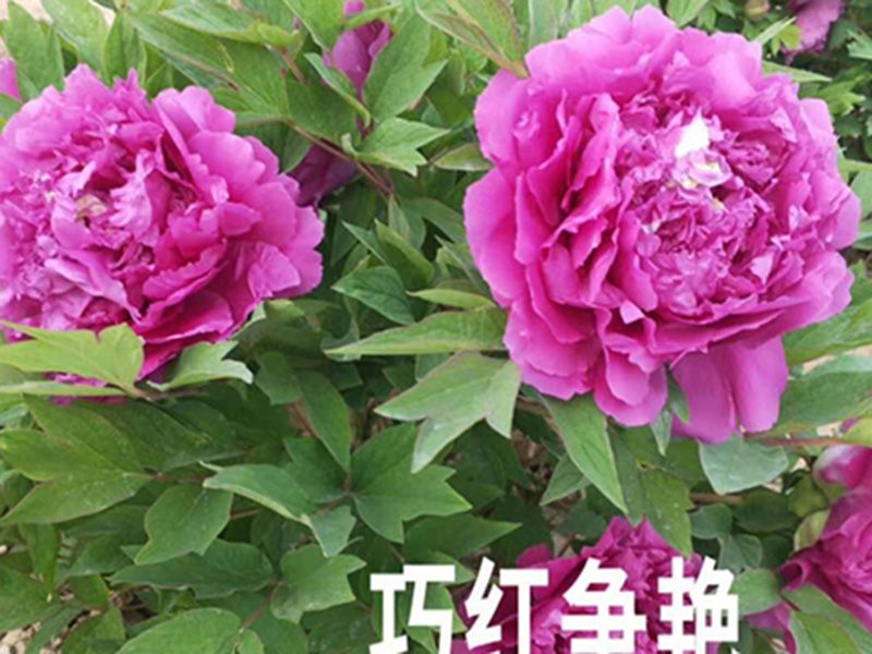 巧红争艳
