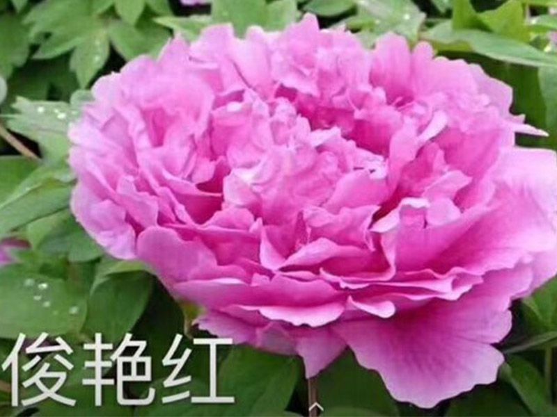 俊艳红