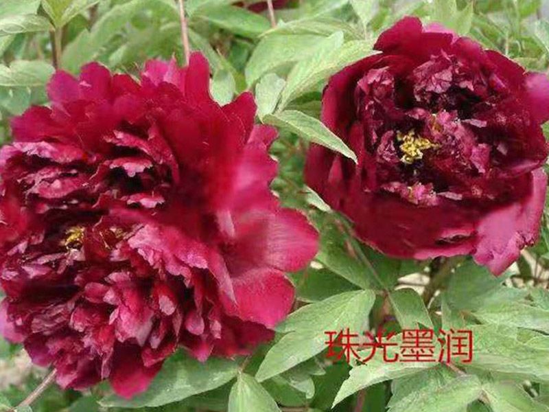 珠光墨润
